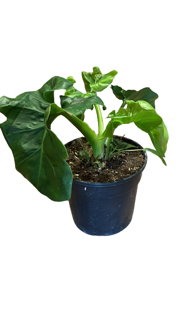 Philodendron Atom 14 cm