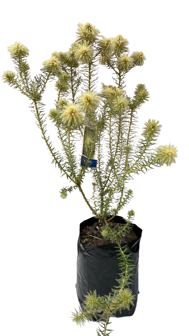 Phylica pubescens 'Vir Koppie'