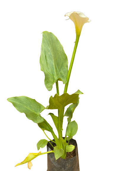 Zantedeschia aethiopica Arum Lily 4L
