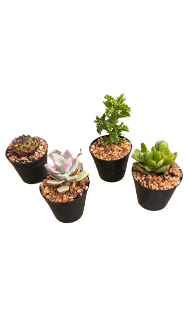 Decorative Succulent 7.5cm - Assorted