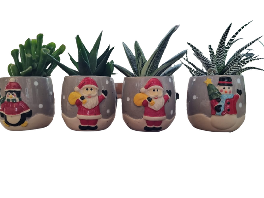 Festive Novelty Assorted Succulent 8cm