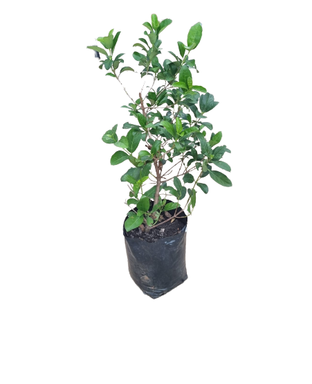 Viburnum odoratissima sinensis - 20L