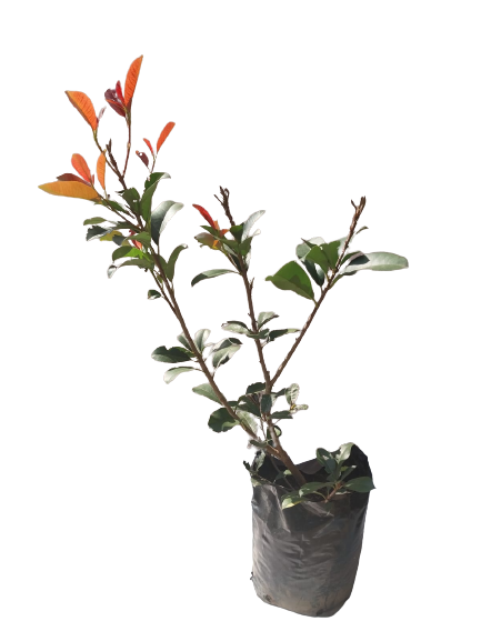 Photenia Glabra - Red Robin 10L /20L