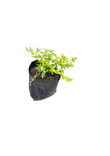 Abelia Various Colours - 1L