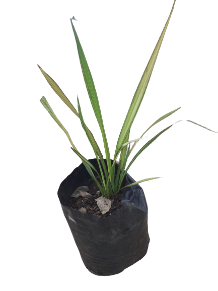 Apricot Flax - 10L
