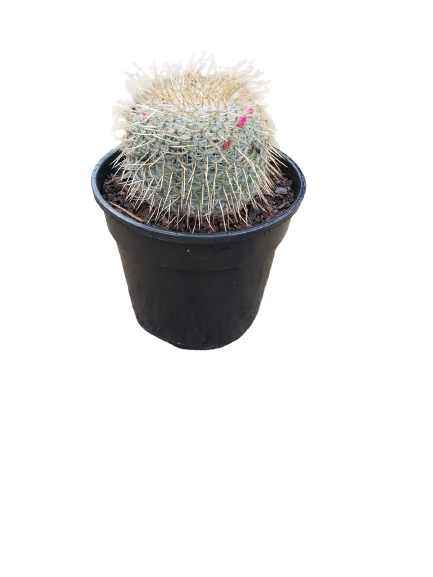 Assorted Cactus 15cm
