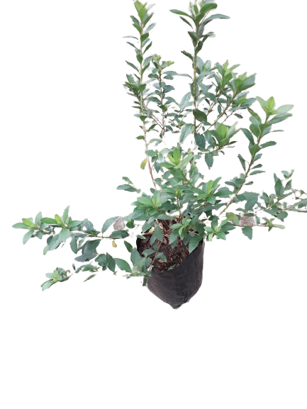 Azalea (Flambeau) Brick 10L