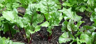 Beetroot 6 Pack Seedling Tray