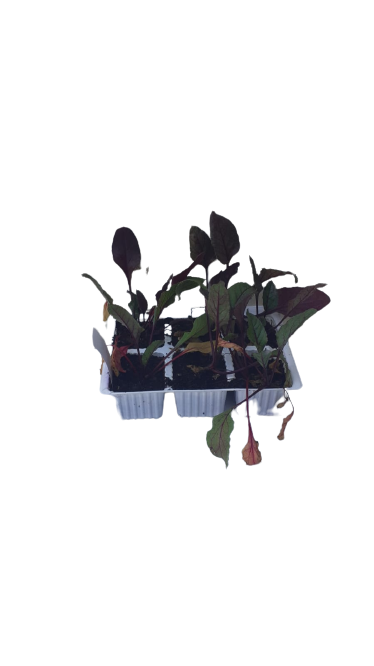Beetroot 6 Pack Seedling Tray