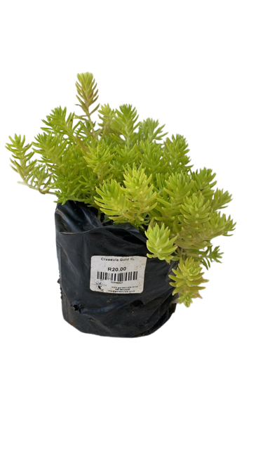 Mexican Sedum 1L