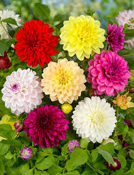 Dahlia 6 Pack Seedling Tray