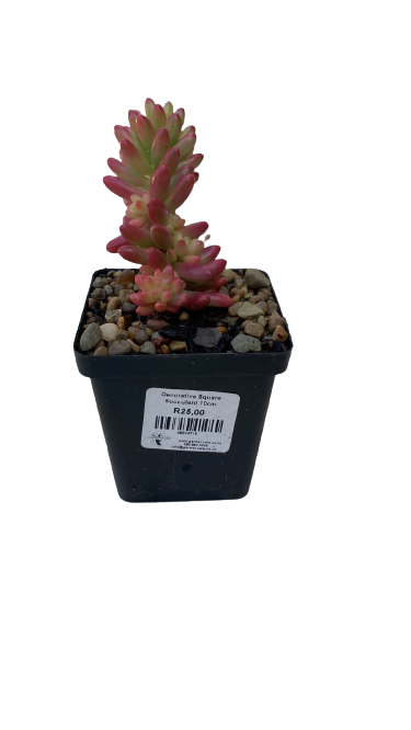 Decorative Square Succulent 10cm