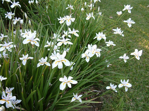 Dietes - White 2.5L