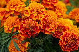 Marigold 6 Pack Seedling Tray
