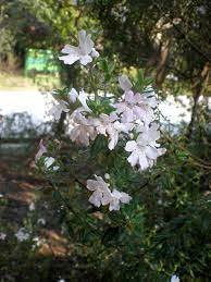 Westringia Brevifolia White 2L