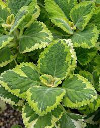Plectranthus Assorted 20 Hanging Basket