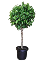 Ficus Benjamini - 25cm