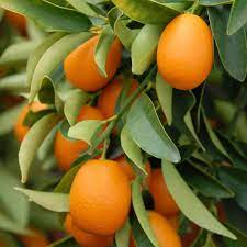 Citrus Kumquat 20L