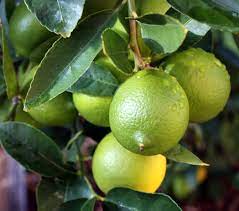 Citrus Lime Bear 20L