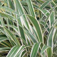 Dianella Tasmanica-Variegata 2.5L