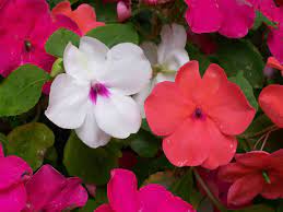 Impatiens 6 pack Seedling Tray