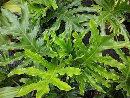 Philodendron Selloum Various Sizes