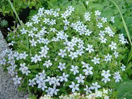 Pratia Pedunculata (Pratia Blue) - Various