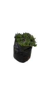 Bergeranthus Concaves 1L