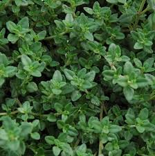 English Thyme 6 Pack Seedling Tray
