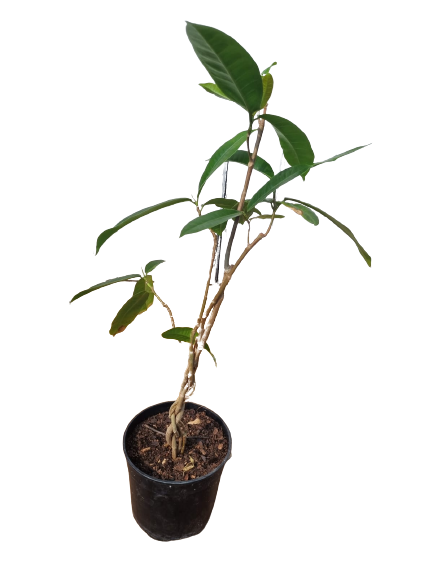 Ficus Tresor Braided - 19cm