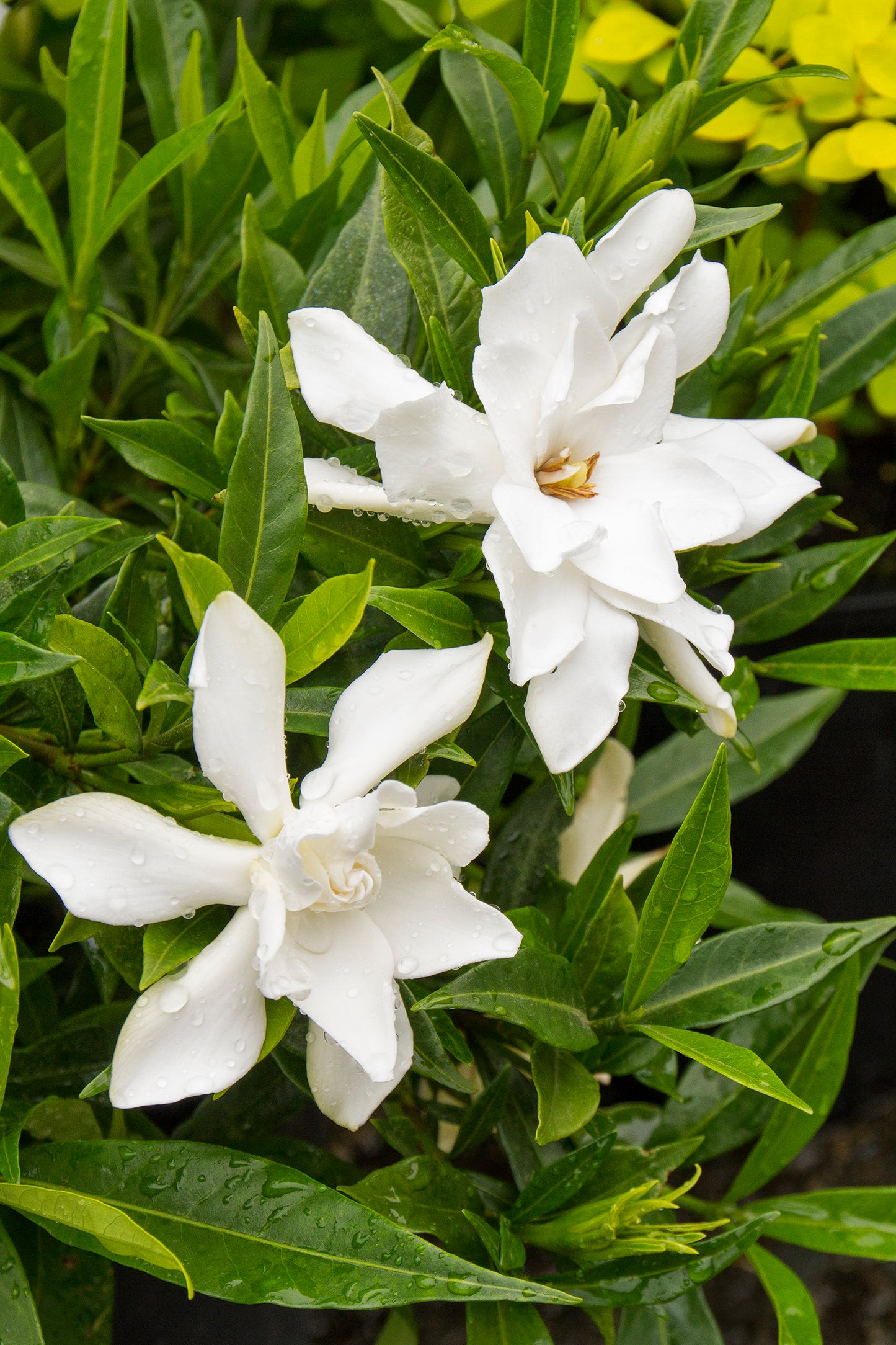 Gardenia Belmont Tall Std - 10L