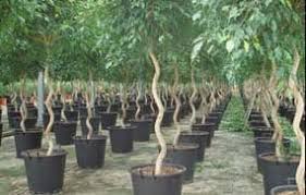 Ficus Benjamina Vivian - Various Sizes