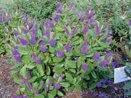 Hebe Shrubs - 10L