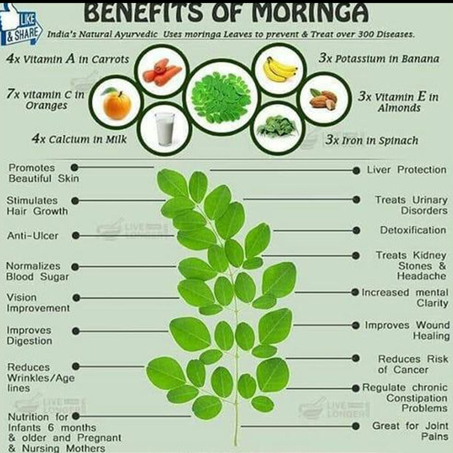 Moringa Capsules