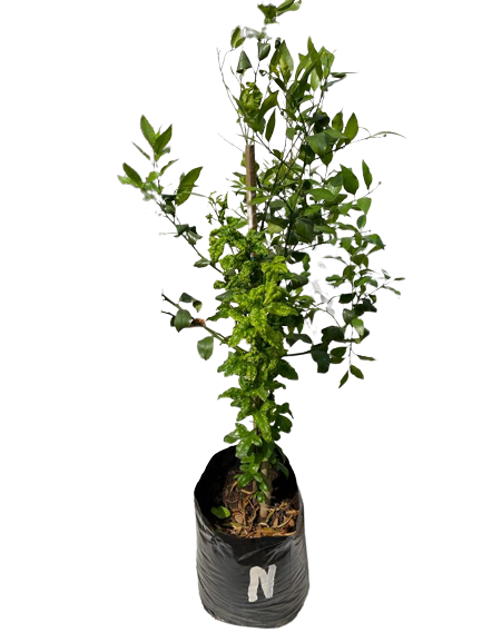 Citrus - Naartjie - Empress 20L