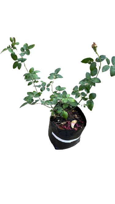Oklahoma Rose - 5L