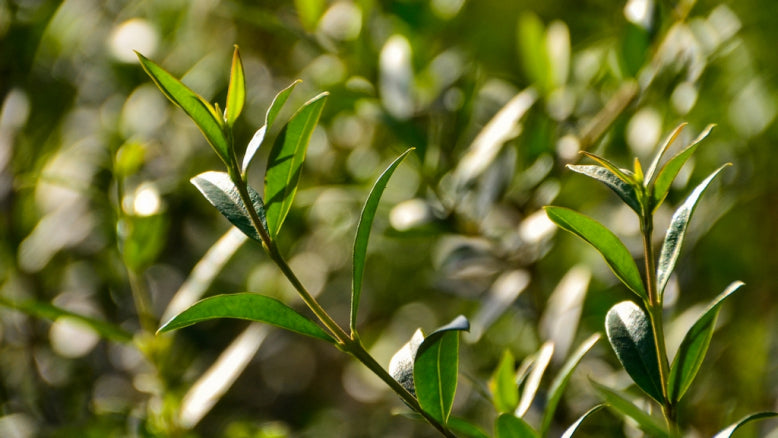 Olea Africana (Wild Olive) - 40L