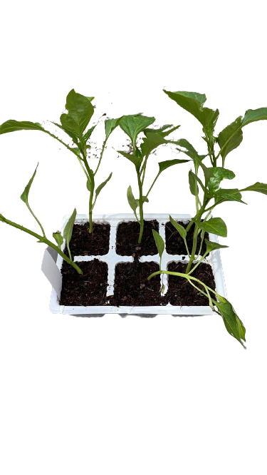 Sweet Yellow Pepper - 6 Pack Seedling Tray