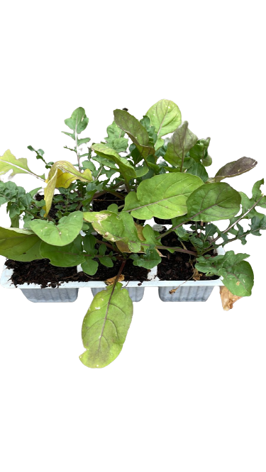 Rocket 6 Pack Seedling Tray