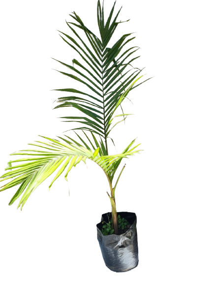 Archontophoenix Cunninghamiana (Seaforthia Elegans) Various Sizes