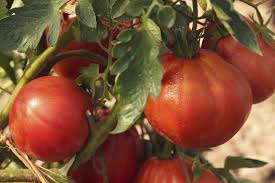 Tomato Oxheart 6 Pack Seedling Tray