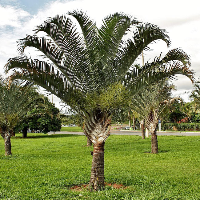 Dypsis decaryi (Triangle palm ) 20L