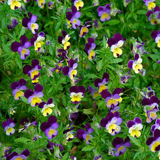 Viola Mix 6 Pack Seedling Tray (Various Colours)