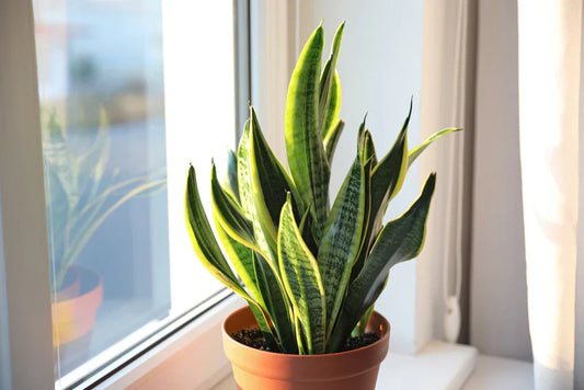 5 Easy Indoor Plants for Beginners