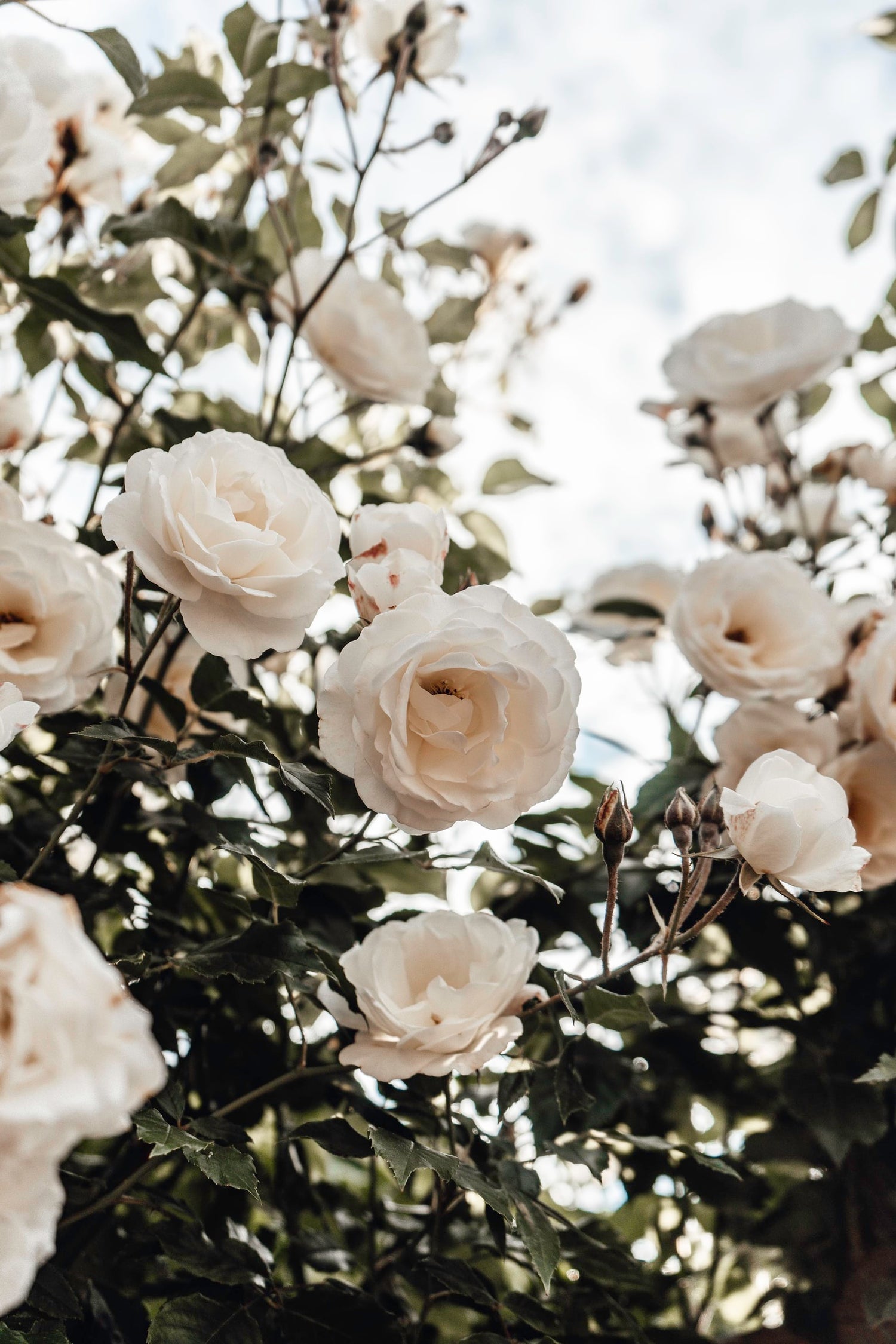 Roses