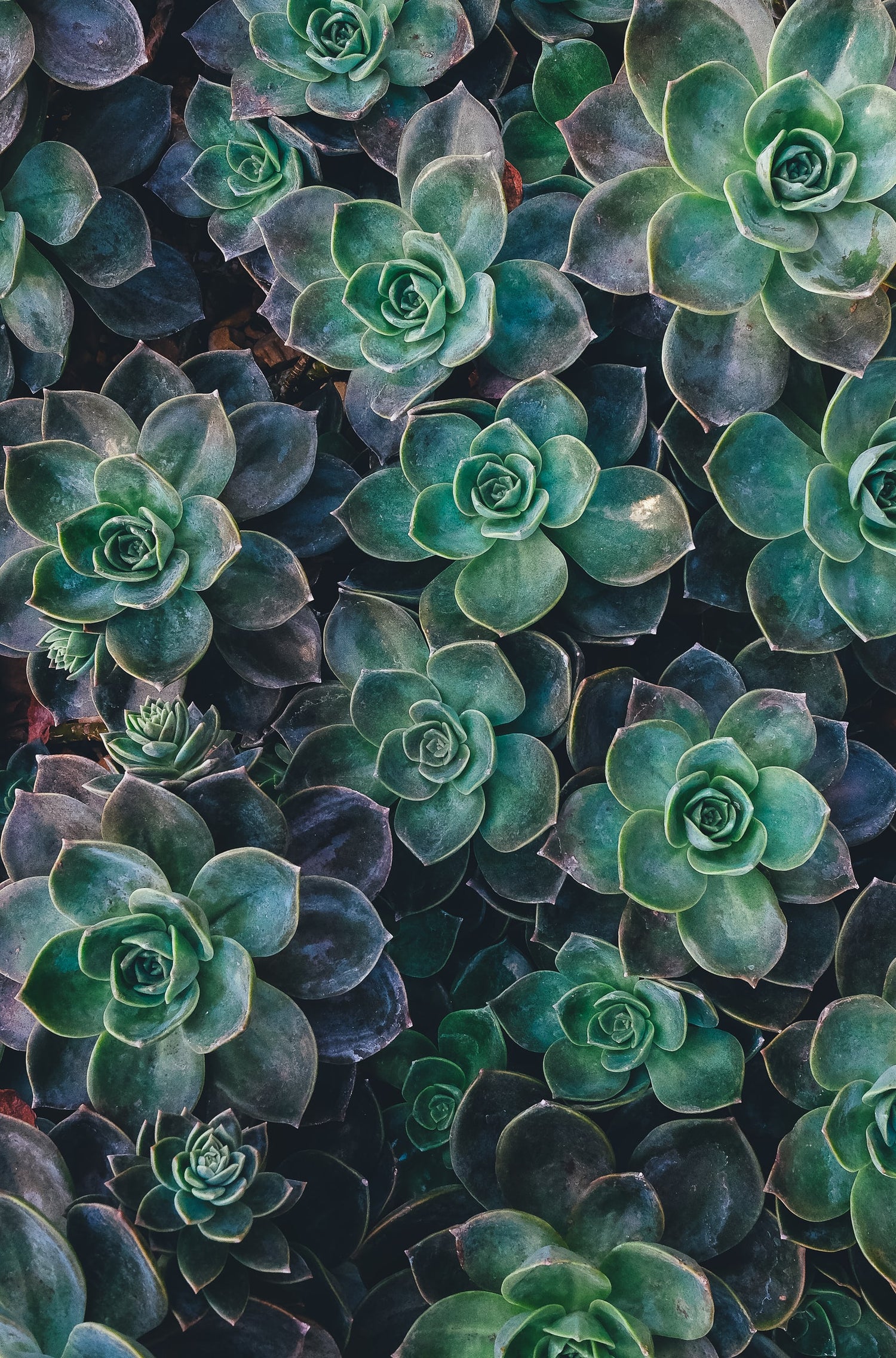 Succulents/Aloe/Cacti
