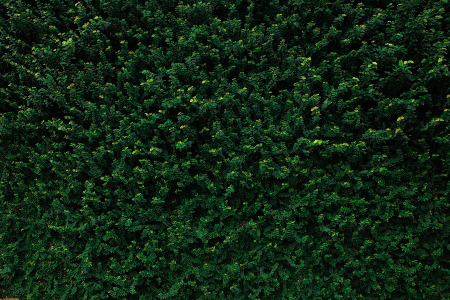 Shrubs/Hedging Plants