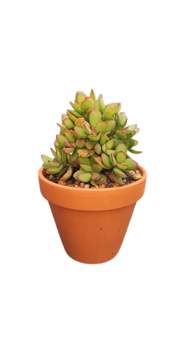 Mixed Succulent in Terracotta Pot Various