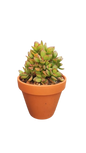 Mixed Succulent in Terracotta Pot Various