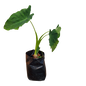 Colocasia (Elephants Ear 20L)